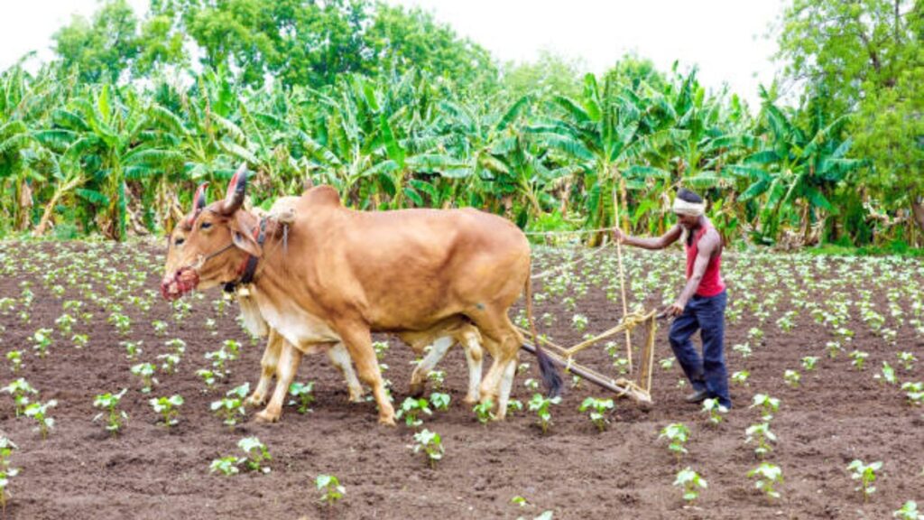PM Kisan Yojana Rules: शेतकऱ्यांसाठी महत्वाची बातमी; आता कुटुंबातील एकाच व्यक्तीला मिळणार PM किसान चा लाभ. 2 PM Kisan Yojana Rules