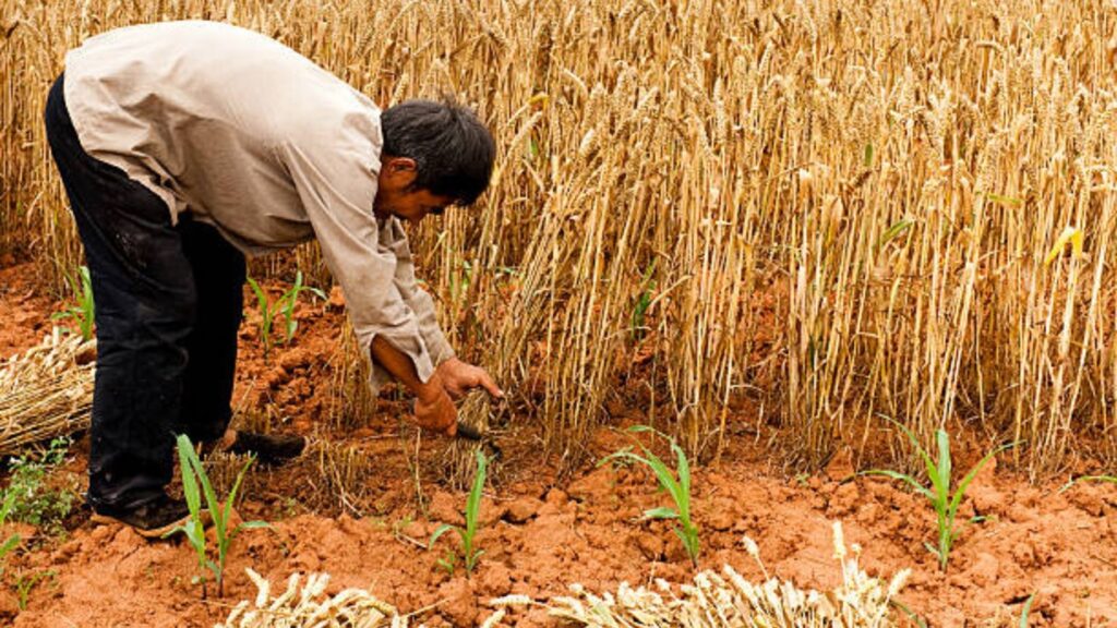 Maharashtra Farmer Loan Waiver: महाराष्ट्रातील शेतकऱ्यांना 2025 मध्ये कर्जमाफी होणार आहे की नाही? जाणून घ्या संपूर्ण माहिती. 3 Maharashtra Farmer Loan Waiver