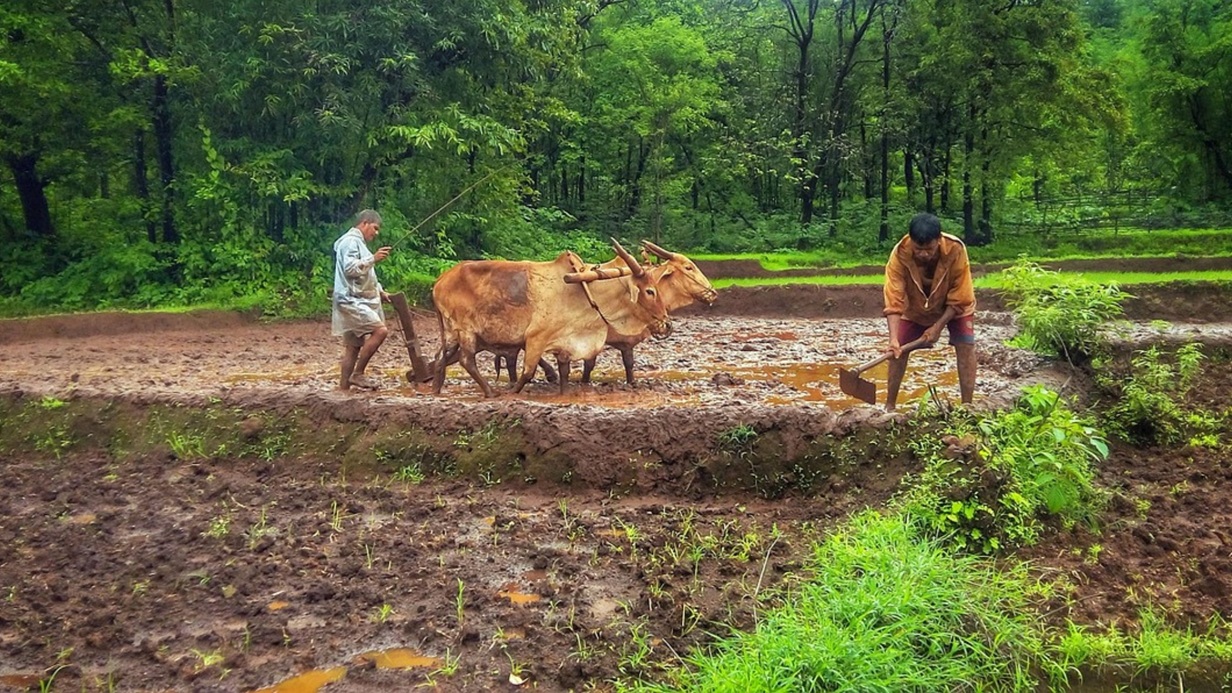 PM Kisan Hafta: शेतकऱ्यांसाठी महत्त्वाची बातमी; पीएम किसान 20 व्या आणि 21 व्या हप्त्याची माहिती जाणून घ्या. 2 PM Kisan Hafta