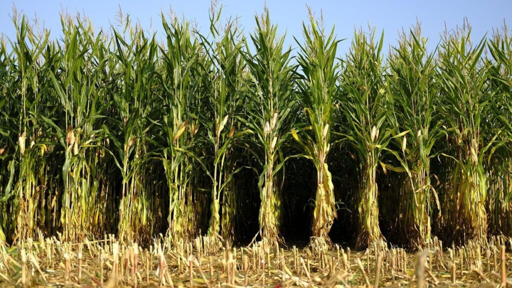 Crop Insurance Maharashtra: महाराष्ट्र सरकारने ६४ लाख शेतकऱ्यांना पीक विमा नुकसान भरपाई दिली. 2 Crop Insurance Maharashtra