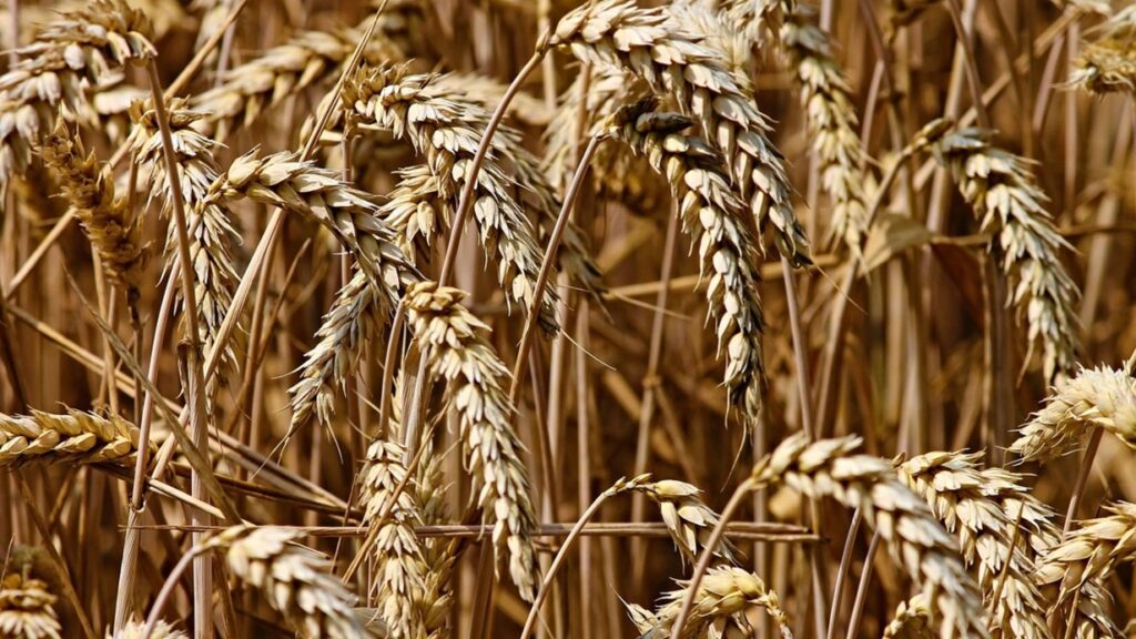 Crop Insurance Maharashtra: महाराष्ट्र सरकारने ६४ लाख शेतकऱ्यांना पीक विमा नुकसान भरपाई दिली. 3 Crop Insurance Maharashtra