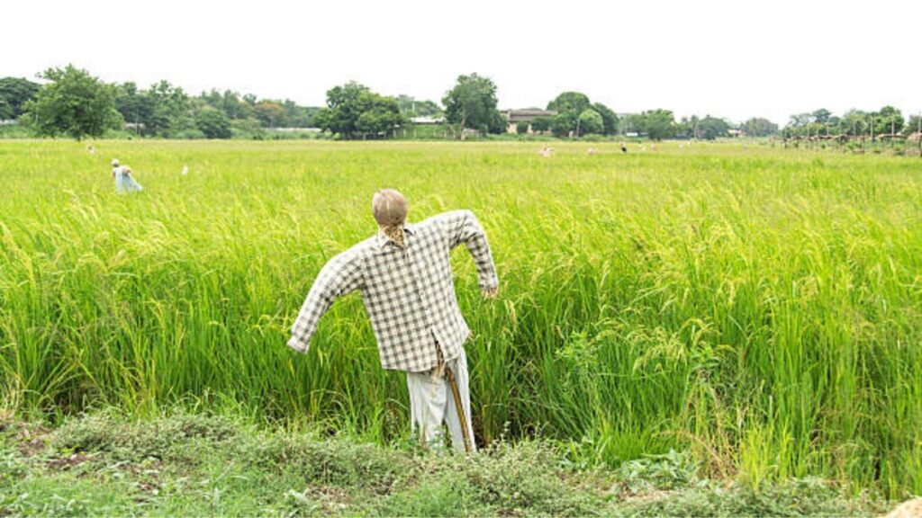Kharif crop insurance: राज्यातील रखडलेल्या पीक विमा भरपाईचा मार्ग मोकळा, शेतकऱ्यांना लवकरच २,३०८ कोटी रुपये मिळणार. 2 Kharif crop insurance