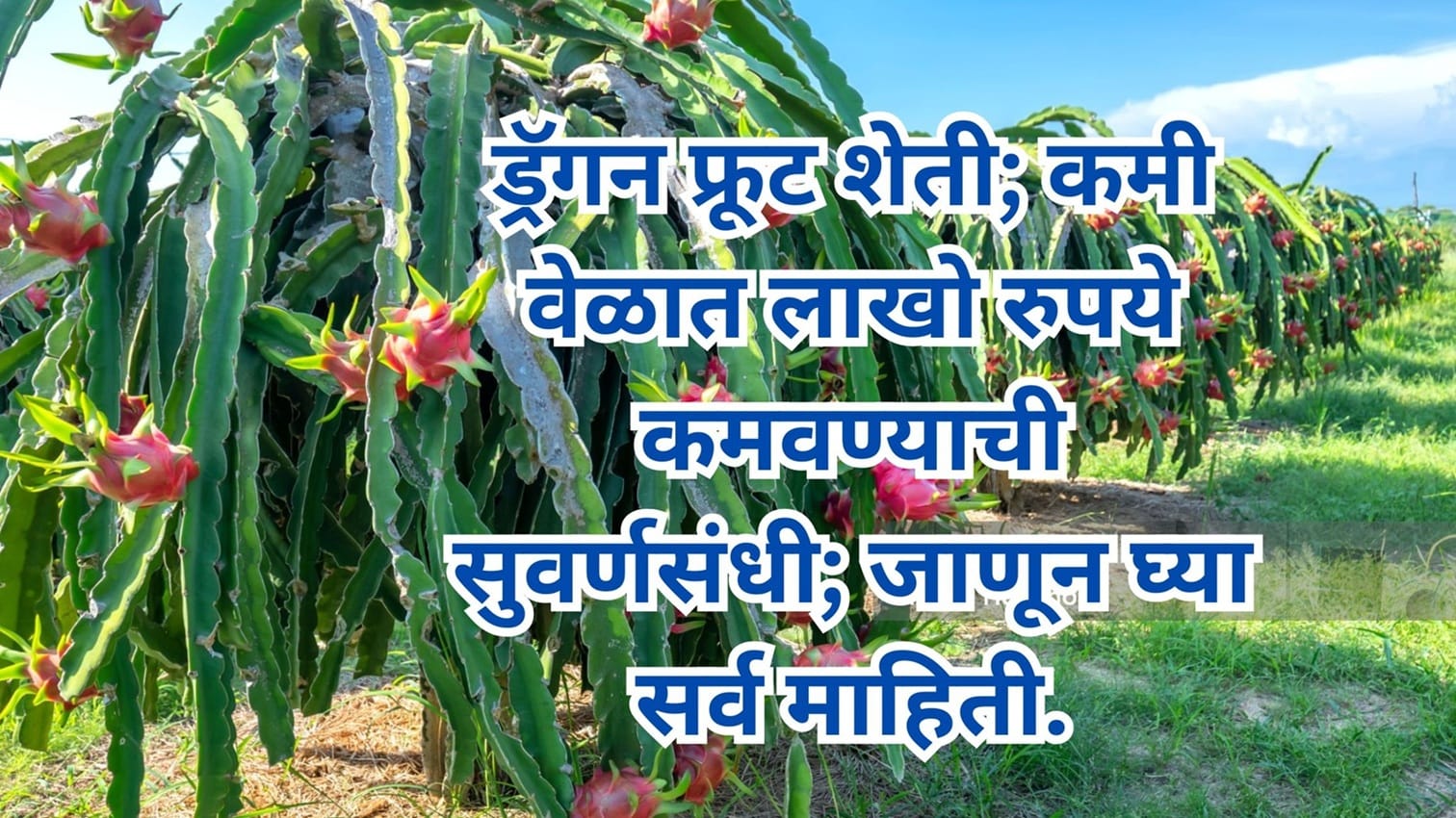 Dragon Fruit Farming