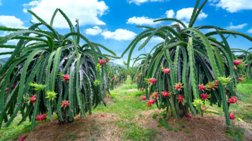 Dragon Fruit Farming: ड्रॅगन फ्रूट शेती; कमी वेळात लाखो रुपये कमवण्याची सुवर्णसंधी; जाणून घ्या सर्व माहिती. 3 Dragon Fruit Farming