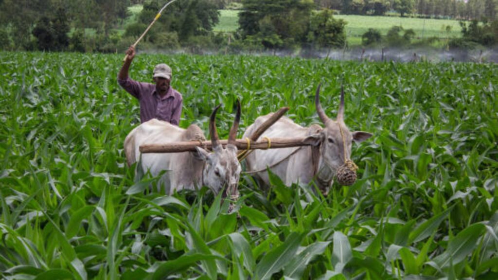 PM Kisan scheme update: पीएम किसान योजनेपासून वंचित राहणाऱ्या शेतकऱ्यांसाठी सुवर्णसंधी! अर्ज प्रक्रिया आणि महत्त्वाची माहिती 3 PM Kisan scheme update