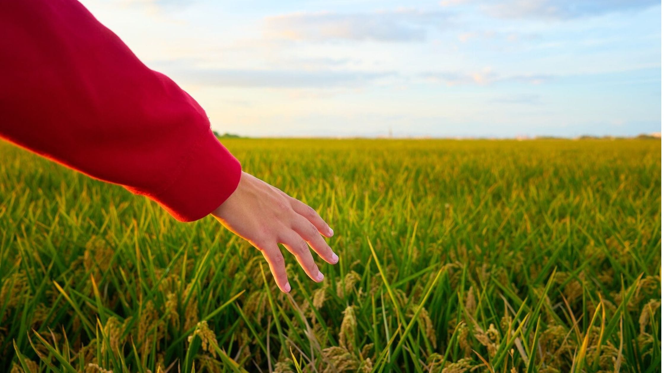 Crop Insurance Scheme