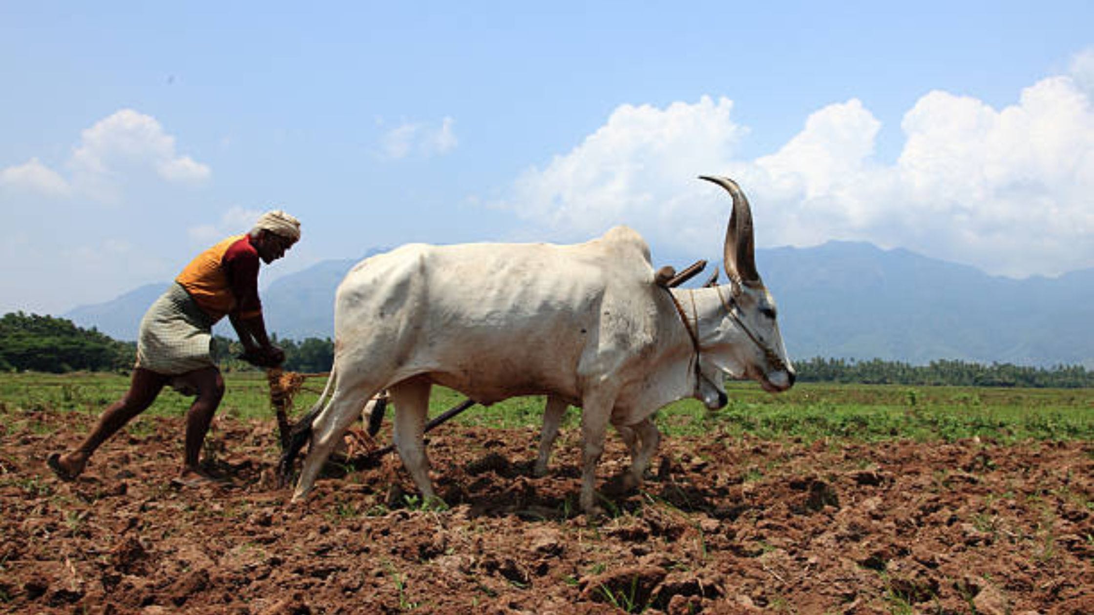 PM Kisan Yojana Status
