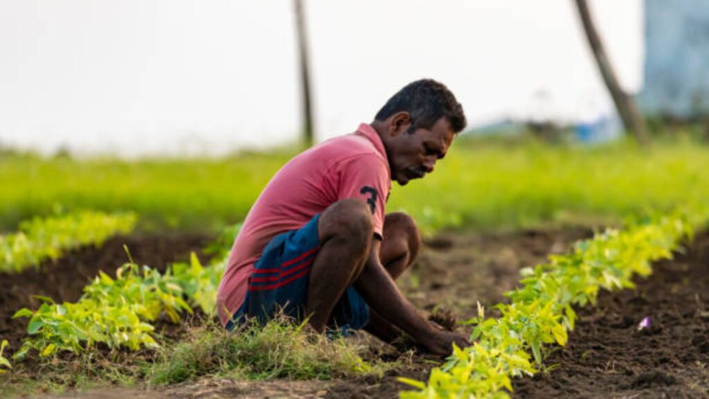 PM Kisan Yojana Status: पी एम किसान खाते चुकून बंद झालं? आता ‘Voluntary Surrender Revocation’ ने पुन्हा सुरू करा! जाणून घ्या सर्व माहिती. 2 PM Kisan Yojana Status