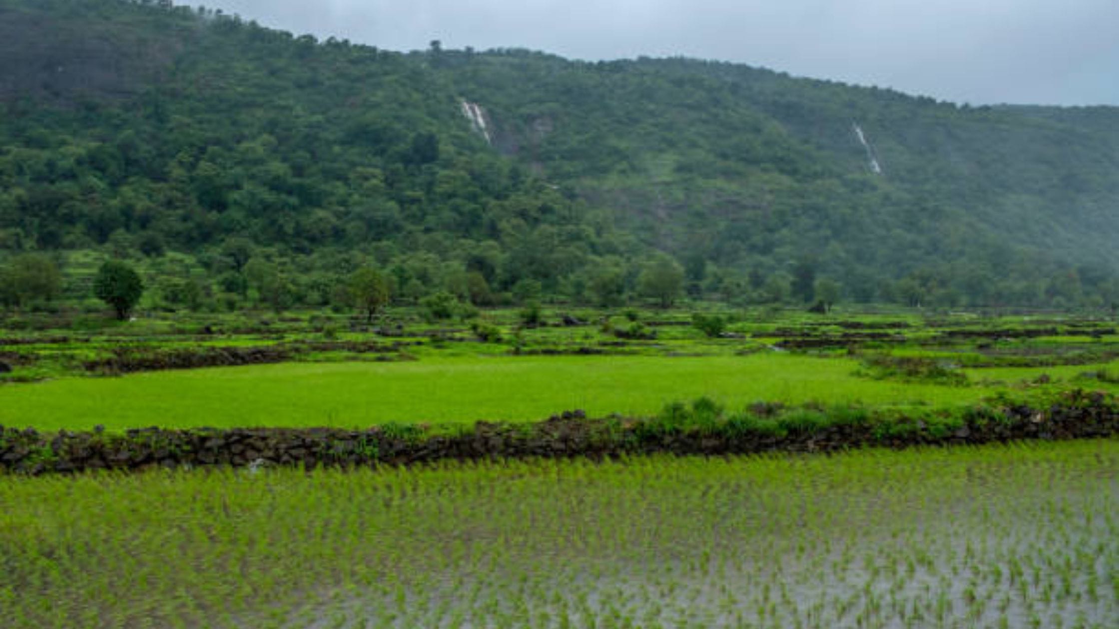Maharashtra Rain Alerts