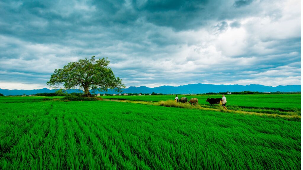Government Schemes For Farmers: पीएम किसान योजनेसारख्याच ‘या’ 5 योजना शेतकऱ्यांसाठी ठरतील वरदान; प्रत्येक योजनेचा तपशील समजून घ्या. 3 Government Schemes For Farmers