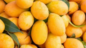 Hapus mango season